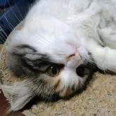 サイベリアン【静岡県・女の子・2025年6月14日・三毛】の写真8「おもいっきり甘えてます♡」