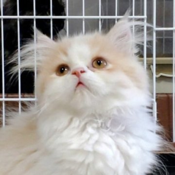 サイベリアン【静岡県・男の子・2025年6月13日・クリーム&ホワイト(ふわふわ)】の写真「もふもふで綺麗な白さと、やわらかさの魅力の男の子」