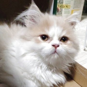 サイベリアン【静岡県・男の子・2025年6月13日・クリーム&ホワイト（ふわふわ）】の写真「もふもふで綺麗な白さと、やわらかさの魅力の男の子」