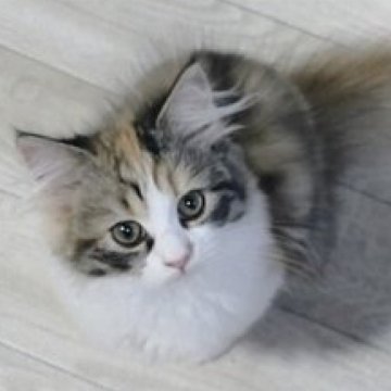 サイベリアン【静岡県・女の子・2025年6月14日・三毛(ふわふわ)】の写真「もふもふと可愛いお顔が魅力の女の子」