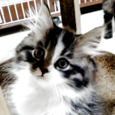 サイベリアン