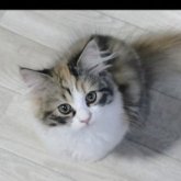 サイベリアン