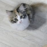 サイベリアン
