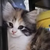 サイベリアン