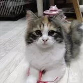 サイベリアン【静岡県・女の子・2025年6月14日・三毛】の写真2「白くて柔らかな毛質はモフモフです」