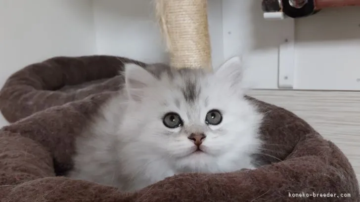 ID：2105-00332の子猫