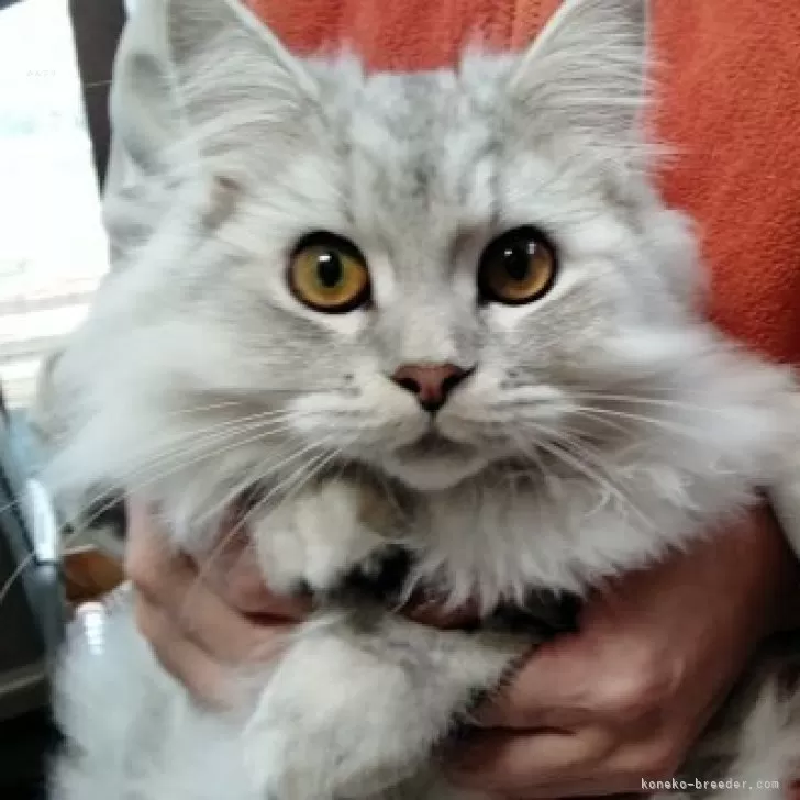 ID:2307-02636の子猫