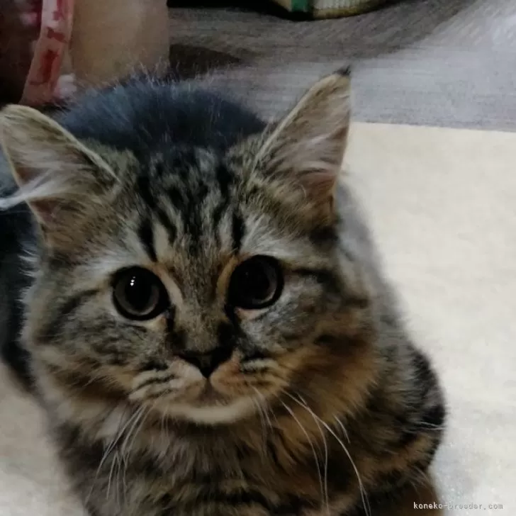 トビ 様のお迎えした子猫