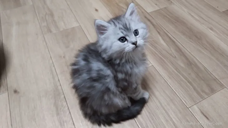 ID：2105-00327の子猫