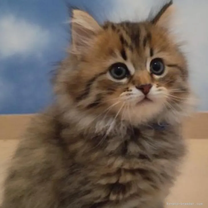M.H 様のお迎えした子猫