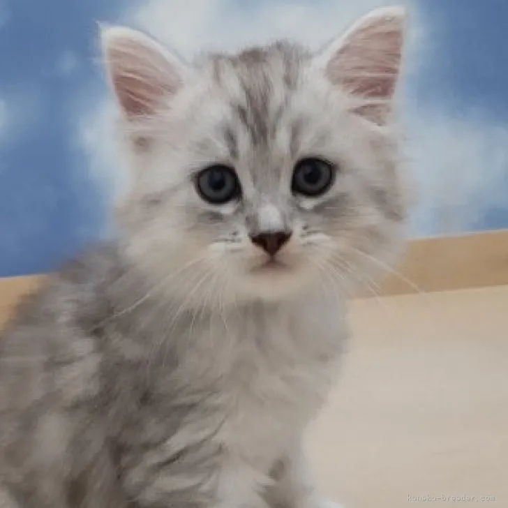 M.S 様のお迎えした子猫