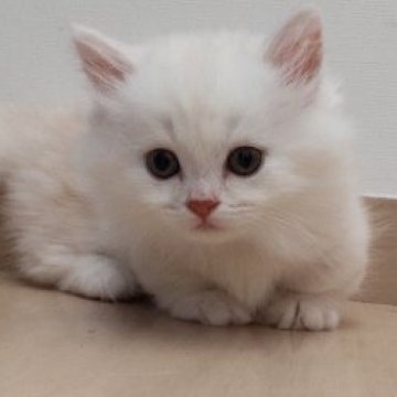ミヌエット(短足)【石川県・男の子・2023年5月18日・クリーム&ホワイト】の写真「ふわふわモコモコで、元気いっぱいの短足くんです。」
