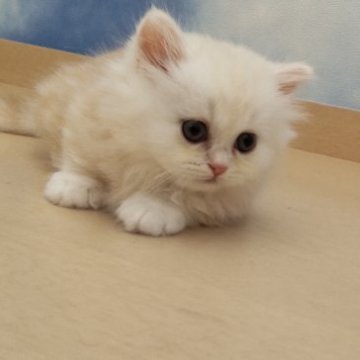 ミヌエット(短足)【石川県・男の子・2023年5月18日・クリーム&ホワイト】の写真「ふわふわモコモコで、元気いっぱいの短足くんです。」