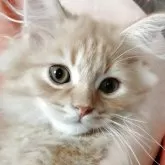 ミヌエット(短足)