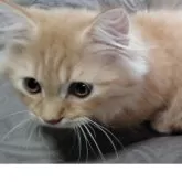 ミヌエット(短足)【石川県・男の子・2025年6月14日・レッドタビー】の写真4