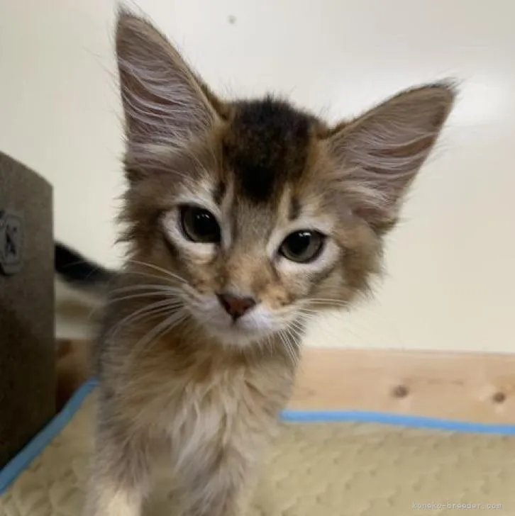 ID：2207-00534の子猫