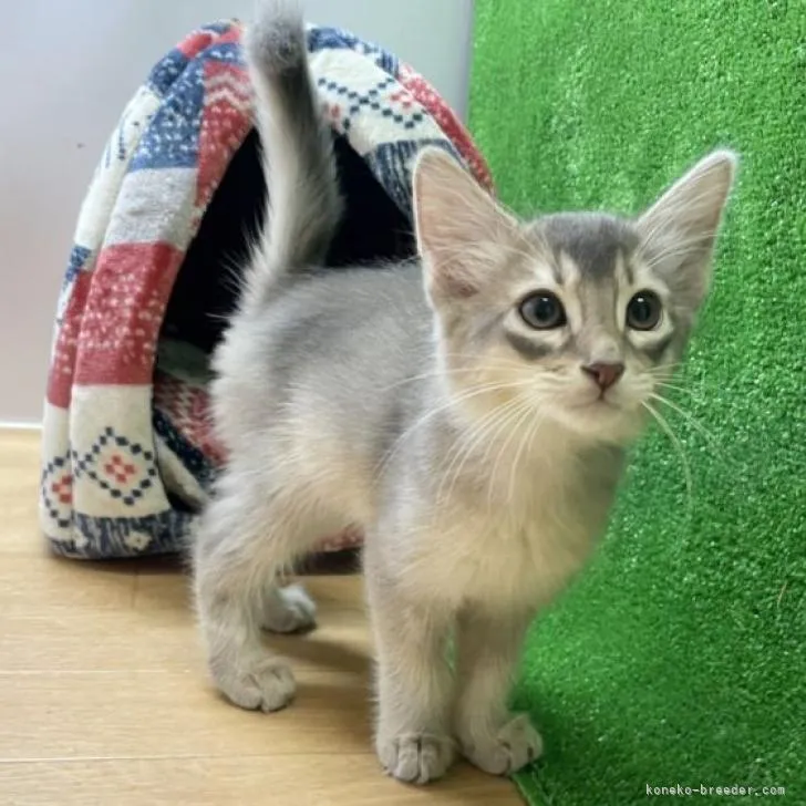 ID：2211-01241の子猫