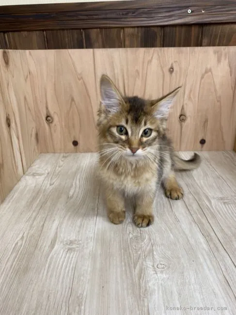 ID:2204-02978の子猫