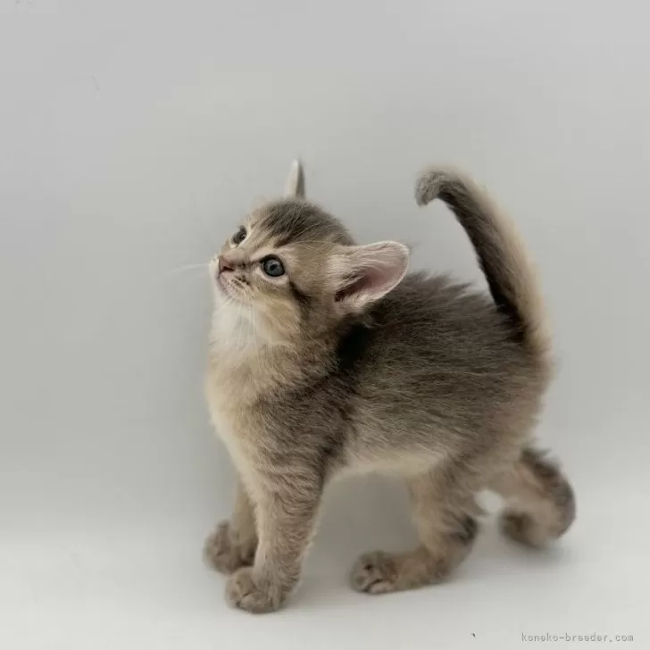 ID:2404-00880の子猫