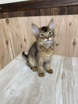 ソマリ【愛知県・男の子・2022年1月15日・ルディー（ロング）】の写真「遊ぶの大好きで元気いっぱいです」