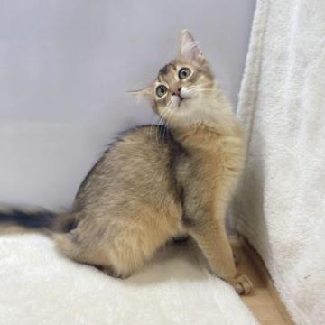 ソマリ【愛知県・男の子・2022年9月4日・ルディ】の写真「とても元気な男の子です😆」