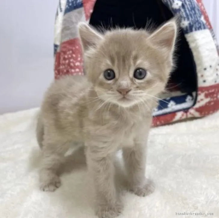 ID：2211-01547の子猫