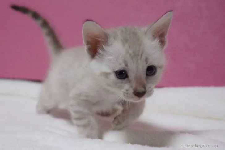 ID:2008-00069の子猫