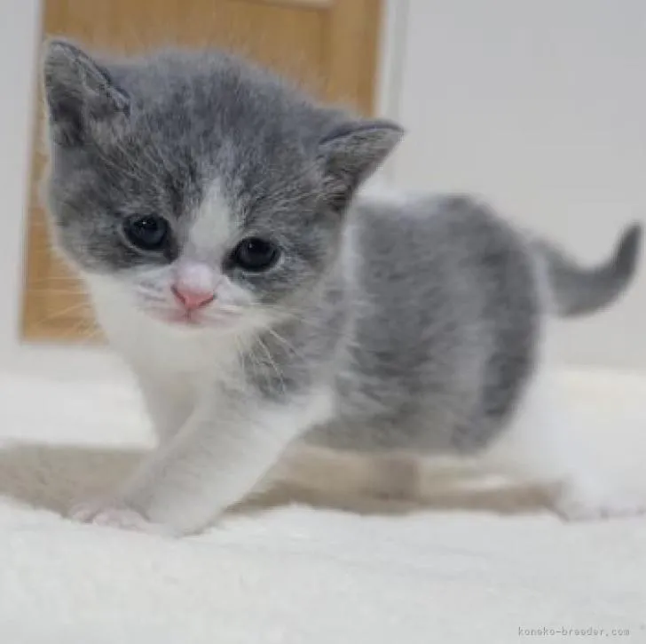 ID:2210-02576の子猫