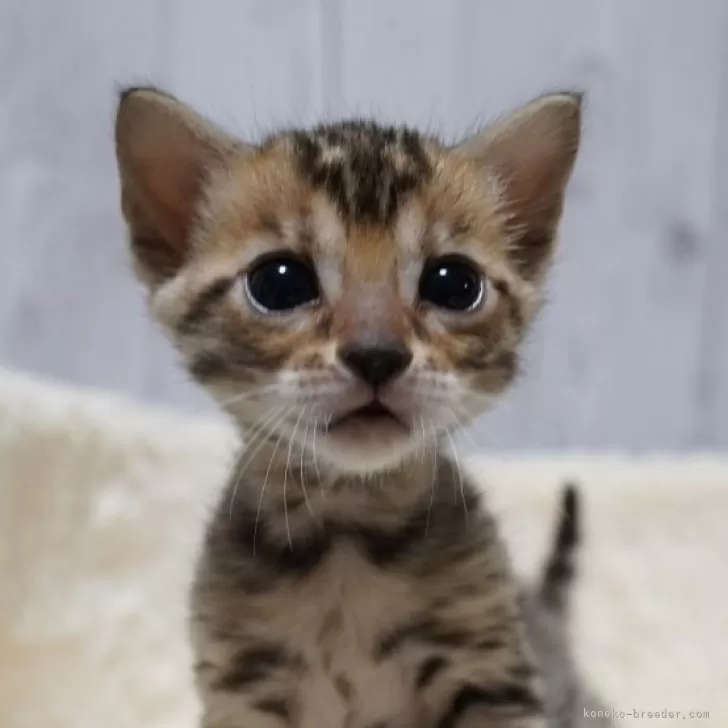 ID:2410-00938の子猫