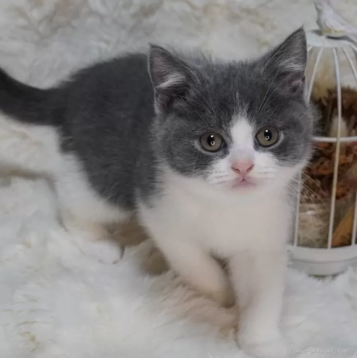 ID:2411-01165の子猫