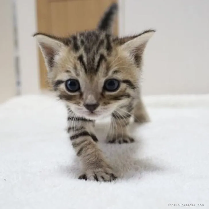 ID：2211-01388の子猫