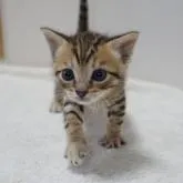 ベンガル×ブリティッシュショートヘア【大阪府・男の子・2022年10月19日・ブラウンタビー】の写真1