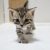 ベンガル×ブリティッシュショートヘア【大阪府・男の子・2022年10月19日・ブラウンタビー】の写真1