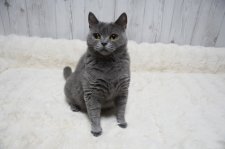 ブリティッシュショートヘア【・女の子・2021年7月16日・ブルー】