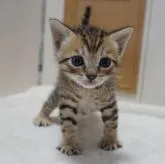 ベンガル×ブリティッシュショートヘア【大阪府・男の子・2022年10月19日・ブラウンタビー】の写真3