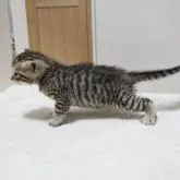 ベンガル×ブリティッシュショートヘア【大阪府・男の子・2022年10月19日・ブラウンタビー】の写真4