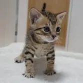 ベンガル×ブリティッシュショートヘア【大阪府・男の子・2022年10月19日・ブラウンタビー】の写真4