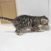 ベンガル×ブリティッシュショートヘア【大阪府・男の子・2022年10月19日・ブラウンタビー】の写真5