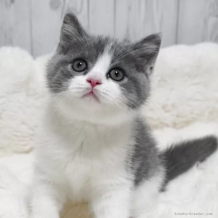 ID:2507-02427の子猫