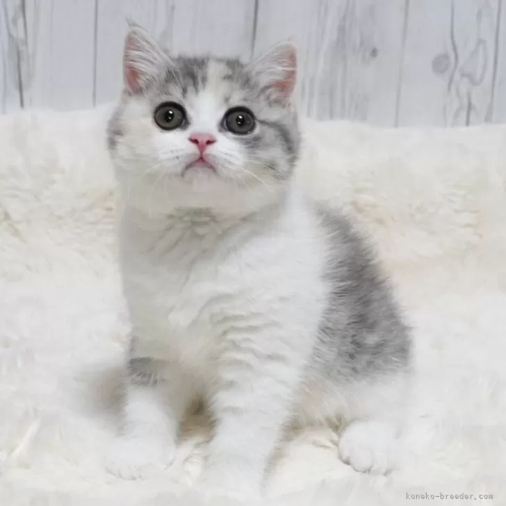 masanobu 様のお迎えした子猫