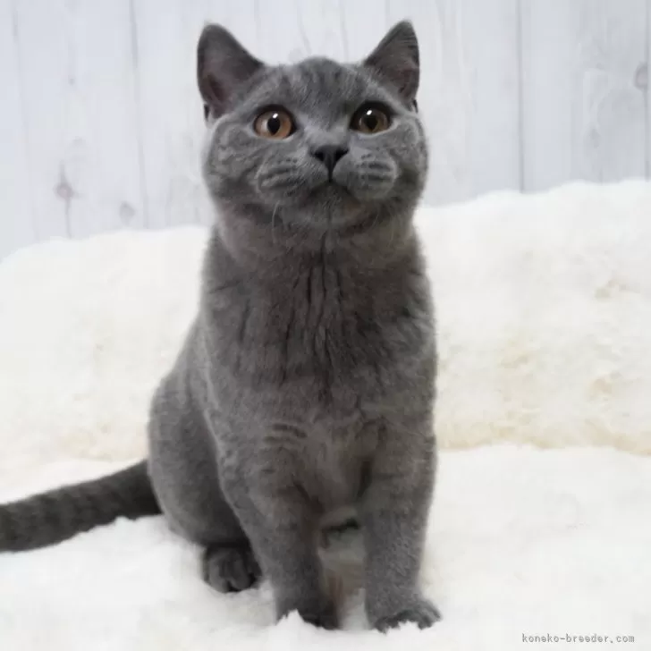 ID:2411-01168の子猫