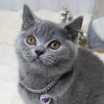 ブリティッシュショートヘア【大阪府・女の子・2025年8月18日・ブルー】の写真「しっかり体型♡可愛いお顔♡」