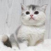 ブリティッシュショートヘア