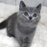 ブリティッシュショートヘア