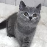 ブリティッシュショートヘア