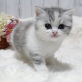 ブリティッシュショートヘア