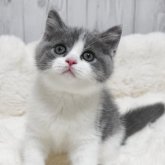 ブリティッシュショートヘア