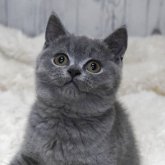 ブリティッシュショートヘア