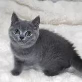 ブリティッシュショートヘア【大阪府・女の子・2025年8月18日・ブルー】の写真2