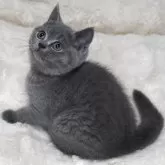 ブリティッシュショートヘア【大阪府・女の子・2025年8月18日・ブルー】の写真5